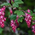 Ribes Sanguineum Blood Flowering Redflower Winter Currant 10 Seeds