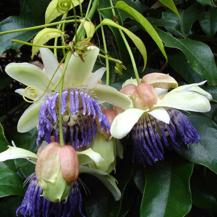 Passiflora Popenovii Granadilla De Quijos 5 Seeds