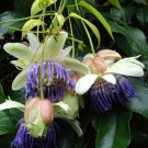 Passiflora Popenovii Granadilla De Quijos 5 Seeds
