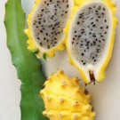 Hylocereus Megalanthus Yellow Dragon Fruit Pitayapitahaya Amarilla 20 Seeds
