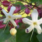Clerodendrum Trichotomum Harlequin Glory Bower Chance Tree 5 Seeds