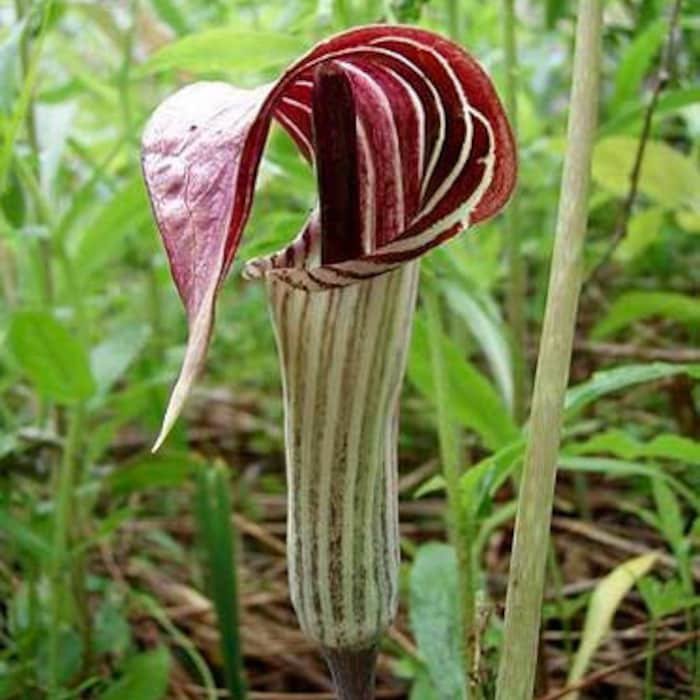 Arisaema Triphyllum Bog Onion Brown Dragon Indian Turnip 10 Seeds