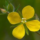Ludwigia Alternifolia Seedbox Bushy Waterprimrose 500 Seeds