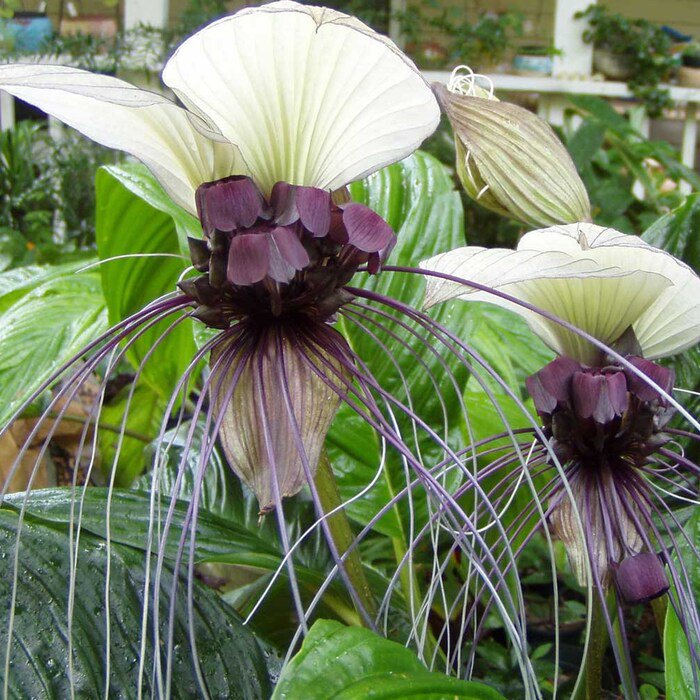 Tacca Integrifolia White Bat Flower 20 Seeds