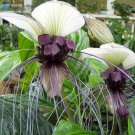 Tacca Integrifolia White Bat Flower 20 Seeds