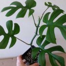 Rhaphidophora Tetrasperma Mini Monstera Ginny Philodendron 20 Seeds