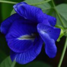 Clitoria Ternatea Double Blue Butterfly Pea 50 Seeds