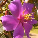Tibouchina Lepidota Andean Princess Flower Glory Bush Lasiandra 100 Seeds