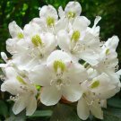 Rhododendron Maximum Rosebay Great White Laurel 150 Seeds