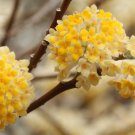 Edgeworthia Chrysantha Oriental Paperbush Mitsumata 50 Seeds