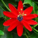 Passiflora Manicata Red Passion Flower 10 Seeds