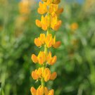 Lupinus Densiflorus Golden Lupine Aureus 10 Seeds