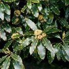Pittosporum Eugenioides Lemonwood Tree Tarata 5 Seeds