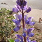 Lupinus Sparsiflorus Coulters Mojave Lupine 10 Seeds