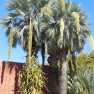 Brahea Armata Blue Hesper & Mexican-Blue Fan Palm Gray Goddess 5 Seeds