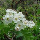 Crataegus Songorica Hawthorn 20 Seeds