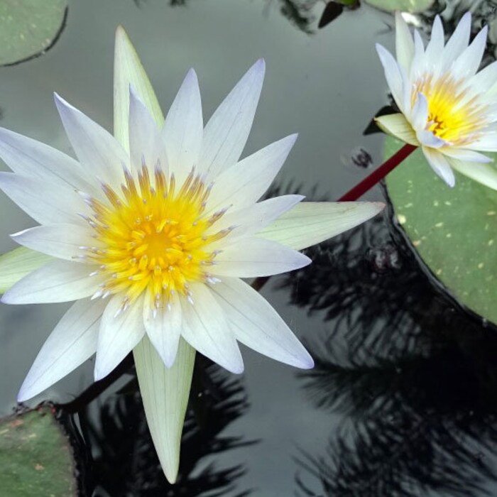 Nymphaea Pubescens White Hairy Water Lily 100 Seeds