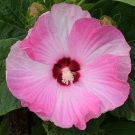 Hibiscus Moscheutos Luna Pink Swirl 10 Seeds