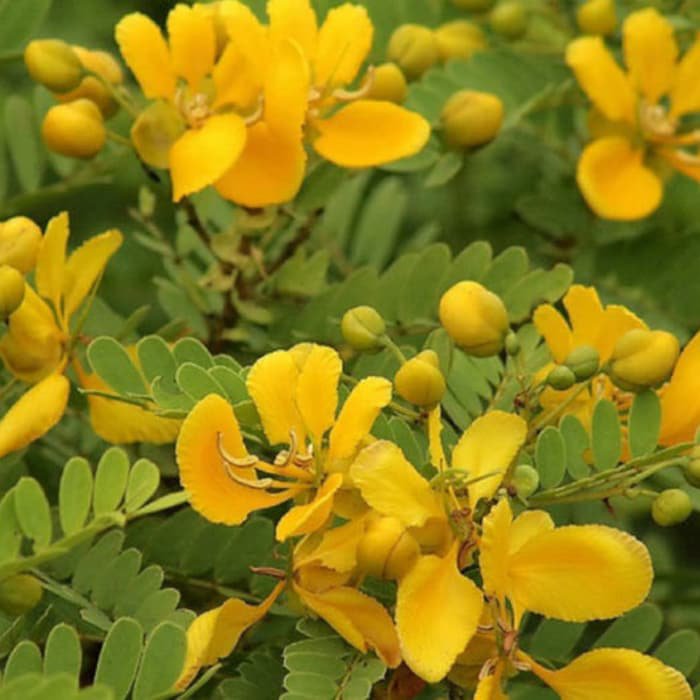 Cassia Auriculata Matura Tea Tree Ranawara Avaram Senna 10 Seeds