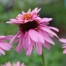 Echinacea Purpurea Doubecker Doppelganger 10 Seeds