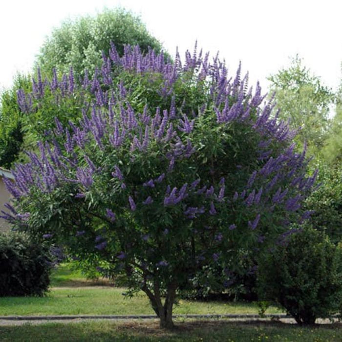 Vitex Agnus-Castus Monks Pepper Chaste Tree 50 Seeds