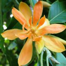 Magnolia Champaca Yellow Jade Orchid Tree 5 Seeds