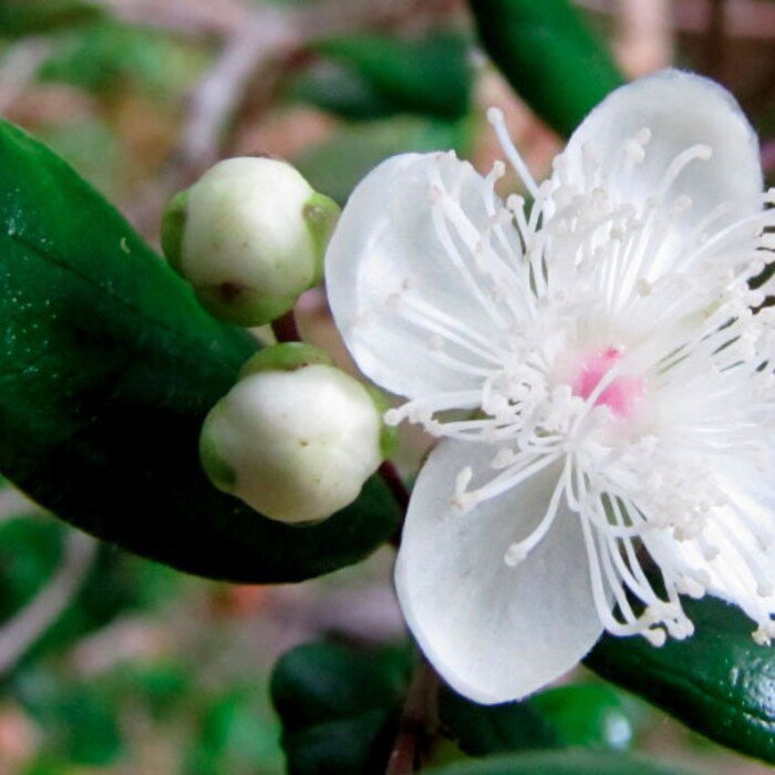 Luma Apiculata Arrayan Chilean Myrtle Shortleaf Stopper 5 Seeds
