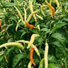 Thai Hot Sroy Kai Pepper Seed