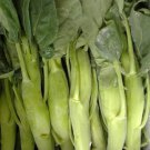 Large Stem Chinese Kale Seed Gai Lan Chubby Stem Chinese Kale