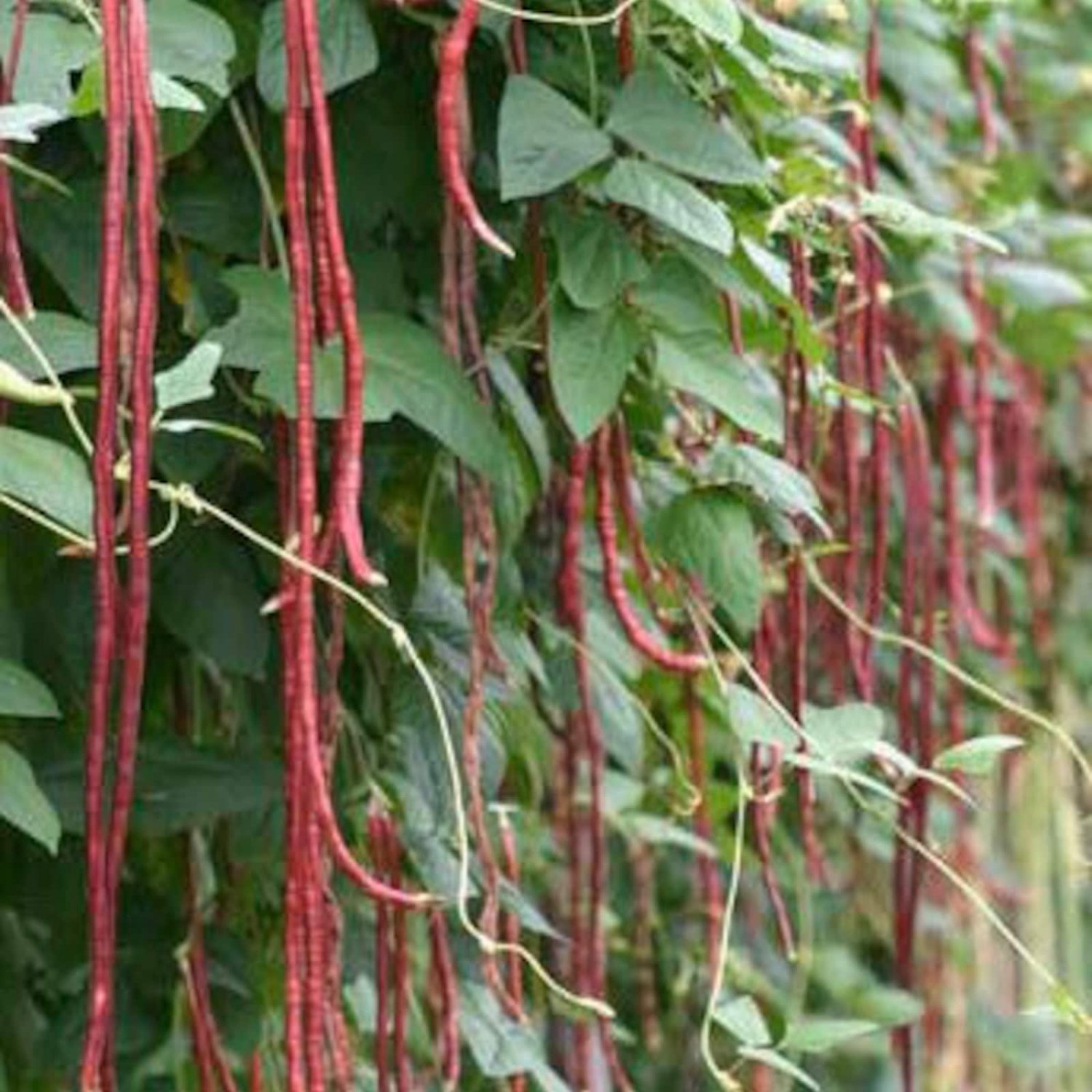 Thai Purple Yard Long Bean Seed Komen Purple Yard Long Bean