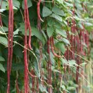 Thai Purple Yard Long Bean Seed Komen Purple Yard Long Bean