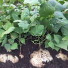 Jicama Seed Yam Bean