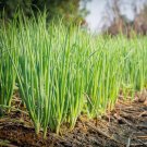 Thai Hom-Juan Bunching Onion Green Scallion Seed