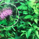 Korean Cirsium Setidens Seed Korean Thistle Seed