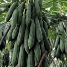 Thai Krang Papaya Seed