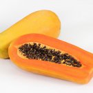 Holland Gold Papaya Seed Malakor Holland Gold In Thai
