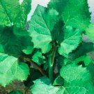 Korean Aster Chwinamul Seed