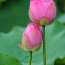 Nelumbo Nucifera Seed Indian Lotus Sacred Lotus Seed Water Lily Seed