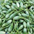 Ablong Eggplant Seed Thai Eggplant Seed Rugby