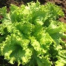 Grand Rapids Lettuce Seed Var. Green Wave Lettuce Seed Pak Gad Hom Seed