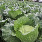 Taiwanese Green Flat Cabbage Asian Flat Cabbage Seed