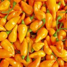 Datil Pepper Seed