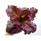 Red Cos Romaine Lettuce Seed