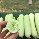 Olaf White Cucumber Seed