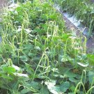 Thai Bush Long Bean Green Seed Yard Long Bush Bean Seed String Bean Bush Bean Seed