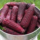 Purple Sweet Corn Seed Thai Purple Sweet Corn Seed