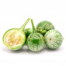 Thai Eggplant Seed Var.Superfrog