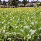Flowering Pak Choi Seed Varieties Hanoi Brassica Napa L.