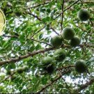 Citrus Lucida Seed Feroniella Lucida Seed Java Cola Seed