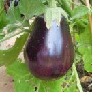 Japanese El Ryu Eggplant Seed